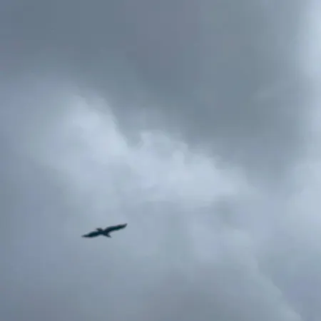 Hanoya- Vesteralen * Myrland