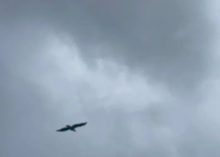 Hanoya- Vesteralen * Myrland